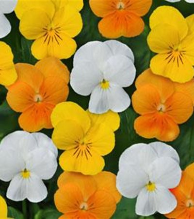 Viola Sorbet® XP Citrus Mix